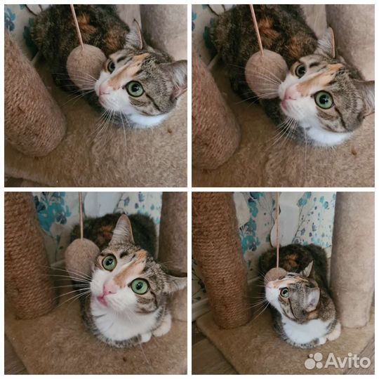 Кошка совершенство