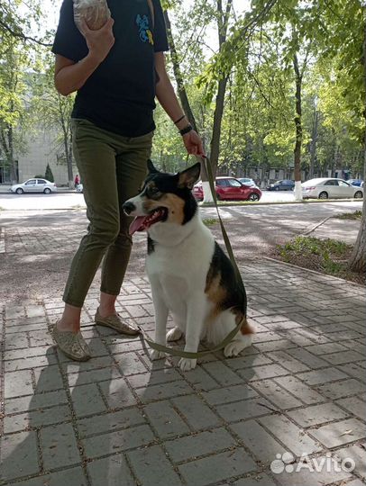 Груминг собак и кошек