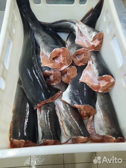 Клариевый сом (Африканский, Мраморный) живой