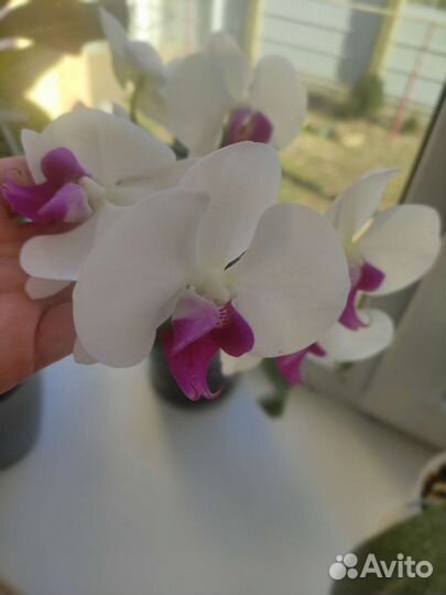 Орхидея фаленопсис