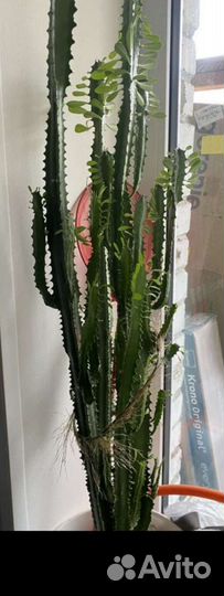 Молочай трехгранный