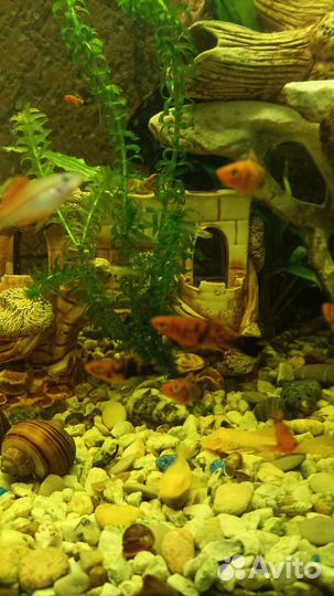 Аквариумные рыбки меченосцы