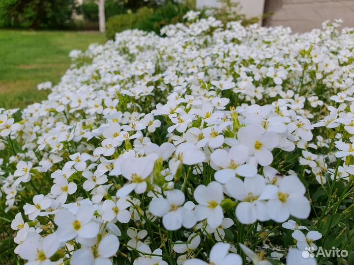 Многолетники почвокровные. Флоксы, арабис, очитки