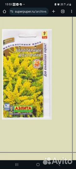 Золотарник жозефина