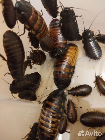 Мадагаскарские тараканы