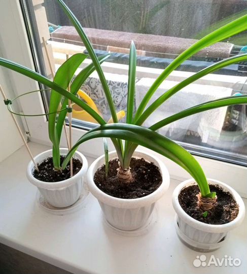 Гиппеаструм