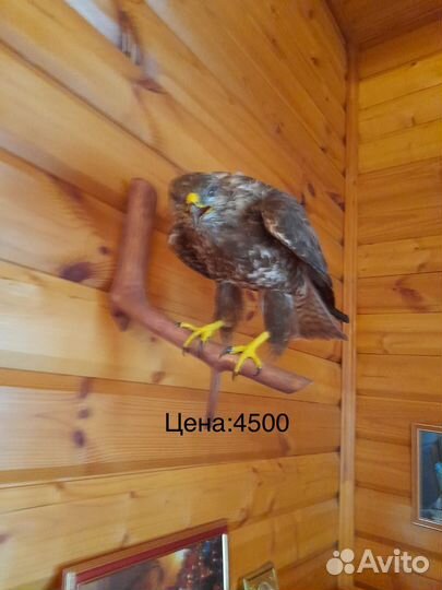 Чучело сокола и ястреба