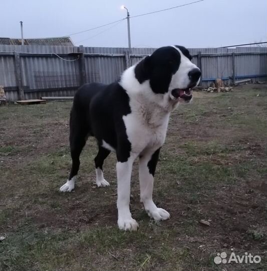 Щенки кавказского волкодава