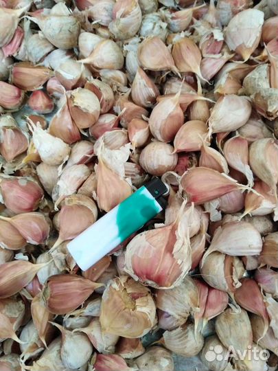 Чеснок зубок на посадку