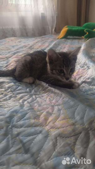 Отдам бесплатно котенка в добрые руки