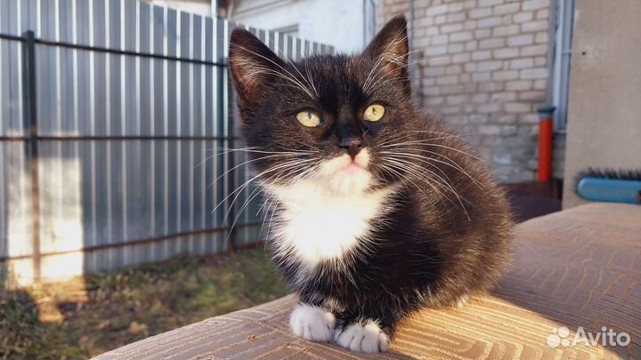 Котенок, мальчик 2.5 месяца