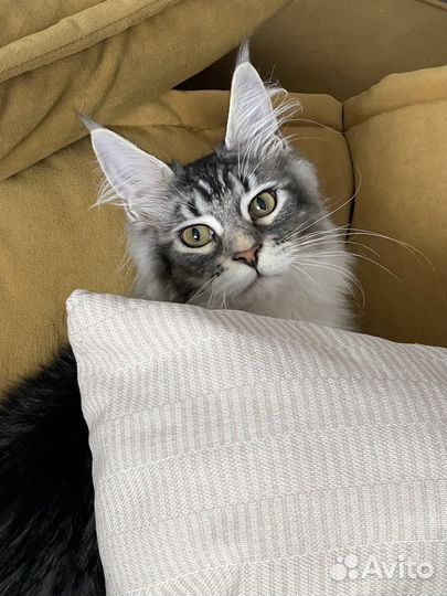 Котенок мейн-кун