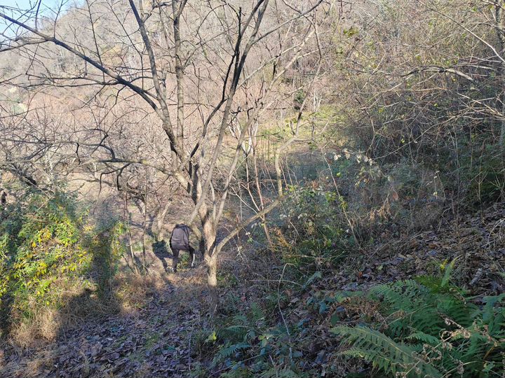 Участок 12 сот. (СНТ, ДНП)