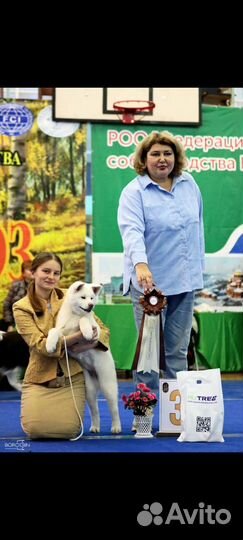 Собаки щенки