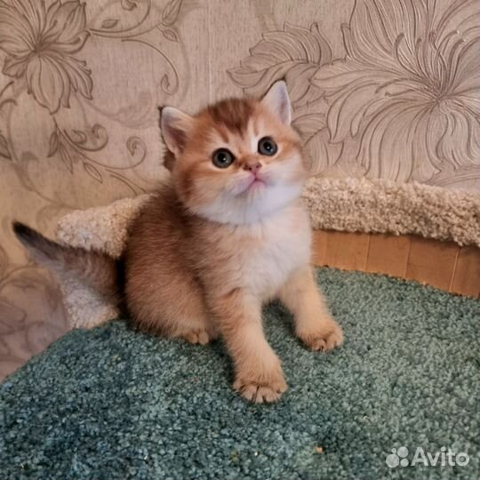 Британские золотые котята