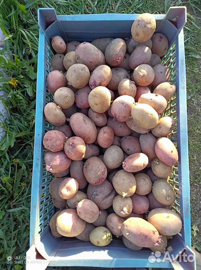 Отдам семенной картофель