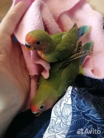 Неразлучник выкормыш бронирую к ноябрю