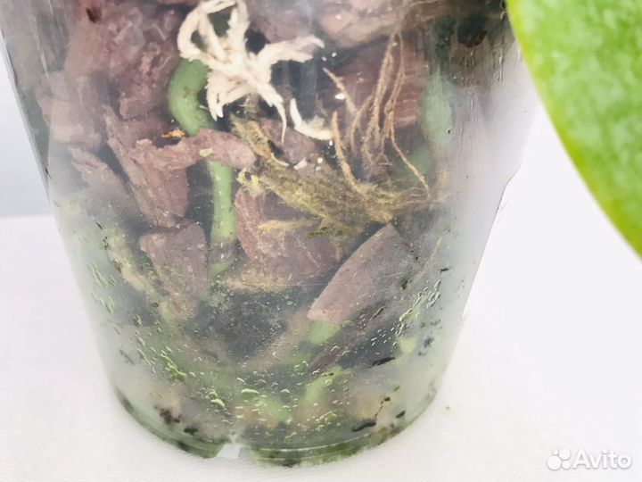 Орхидея фаленопсис