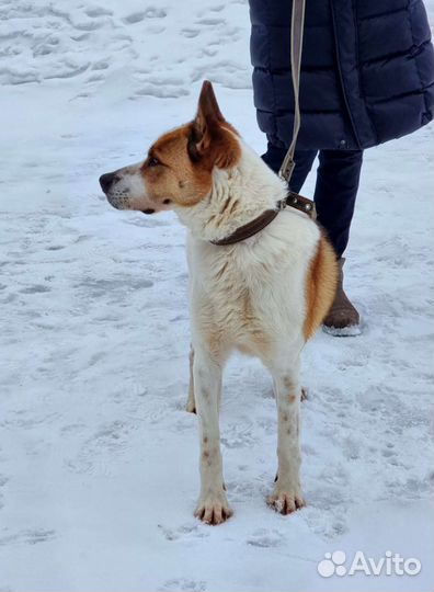 Собака друг ищет дом и хозяина