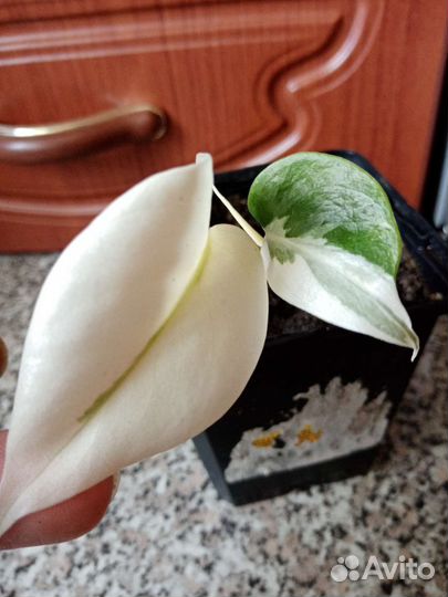 Монстера Альба, Рэо,Пеперомии, Гастерия, Фикус