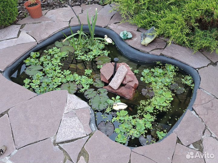 Пистия и гиацинт для пруда