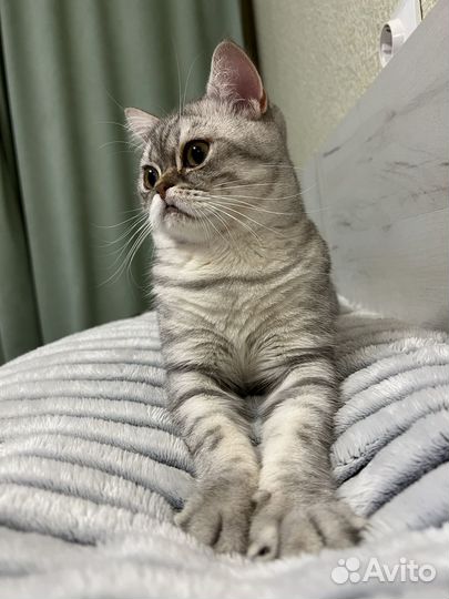 Кот шотландский в добрые руки