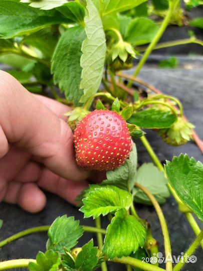 Саженцы клубники Альба