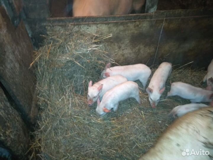 Белый русский