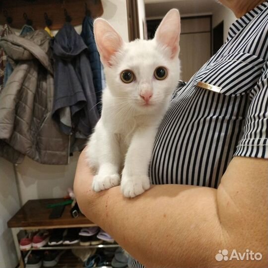 Котёнок Ищет Семью