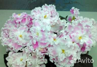 Фиалки набор деток