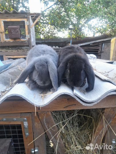 Кролики мясо и племя