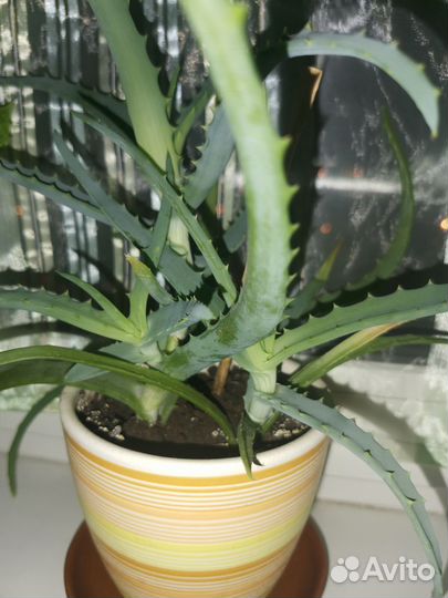 Цветы домашние в горшках