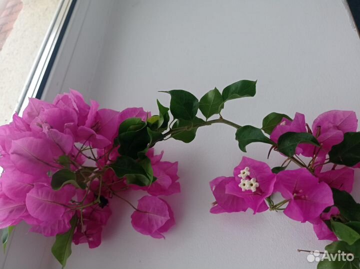 Бугенвиллия черенки