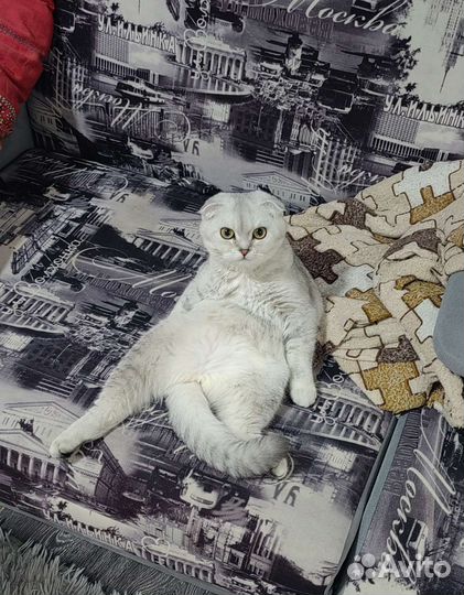 Шотландские вислоухие котята