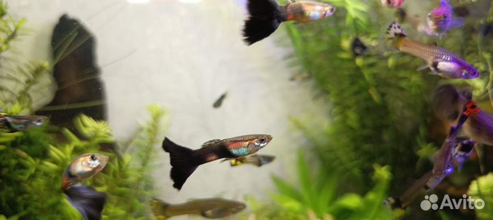 Рыбки гуппи