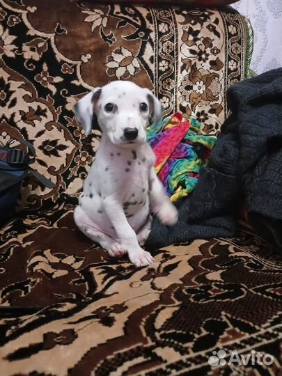Далматинец щенок