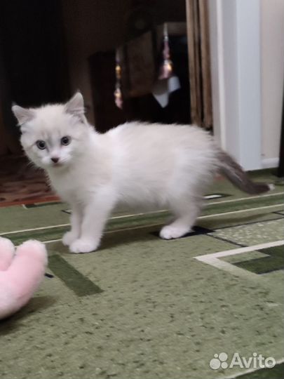 Отдам котят в добрые руки