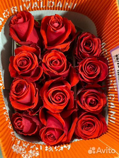 Премиальная роза Голландия и Эквадор от склада