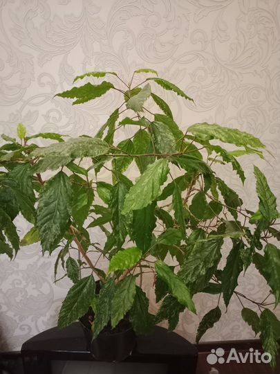 Гибискус персиковый