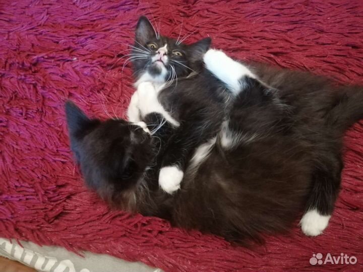 Отдам в добрые руки котят