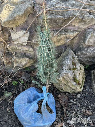 Ель голубая