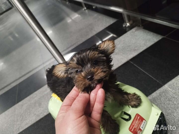 Вязка двух мини мальчиков йоркширские терьеры