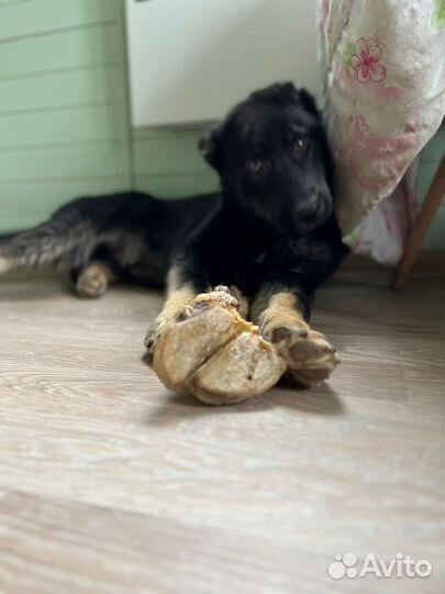 Собака мальчик