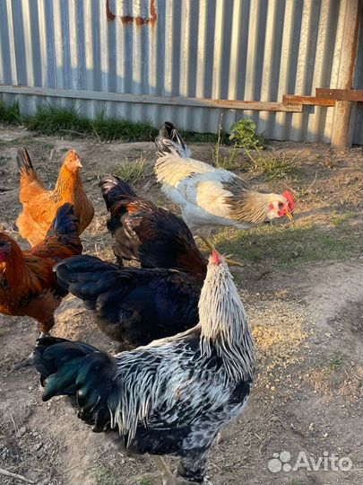 Петухи