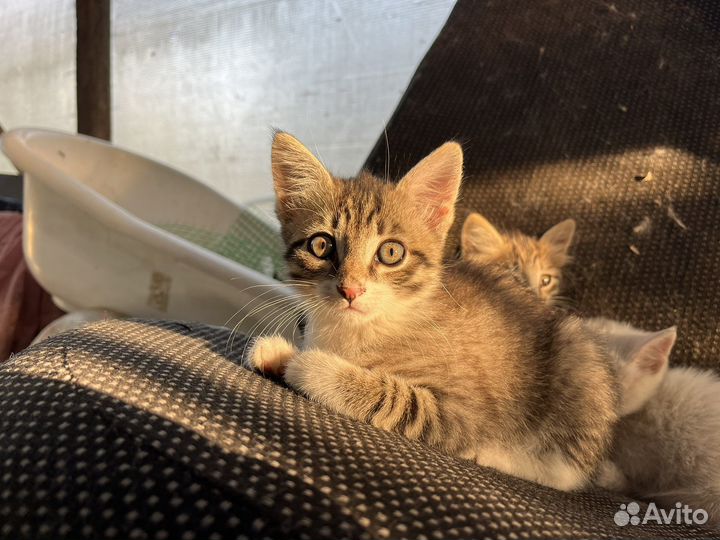 Котята в добрые руки девочки
