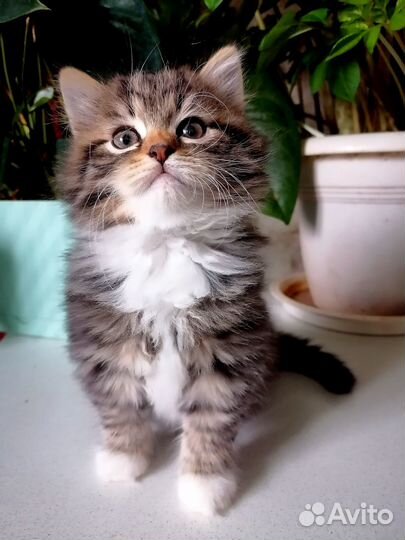 Настоящие сибиряки