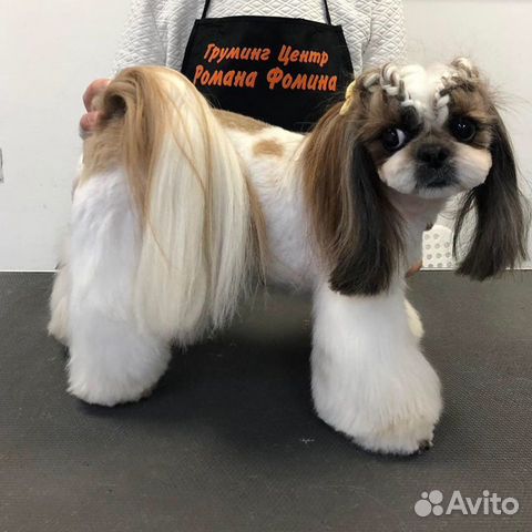 Грумер, стрижка собак, тримминг. Чистка зубов