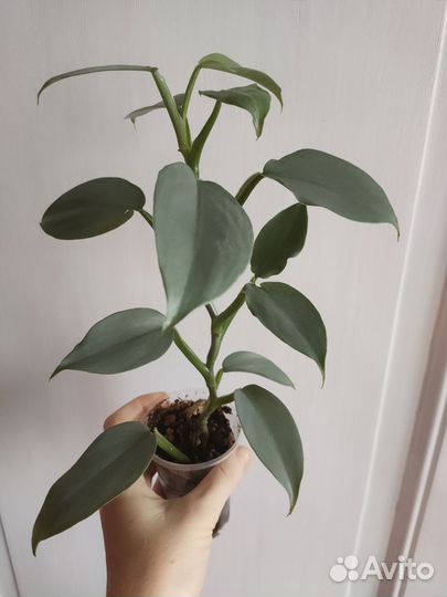 Филодендрон хастатум / сильвер квин