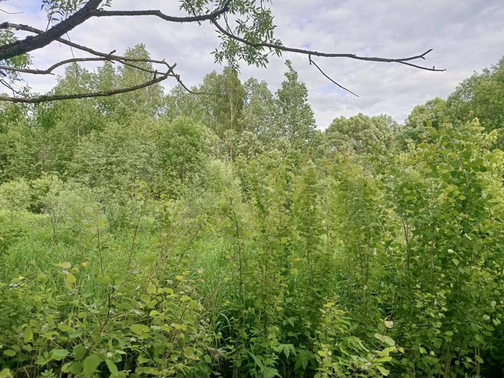 Участок 31 сот. (ИЖС)