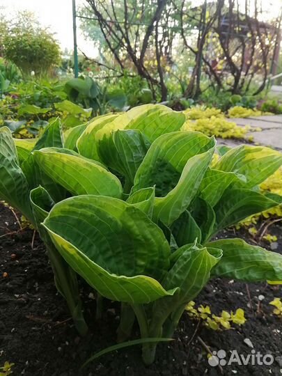 Хоста растение